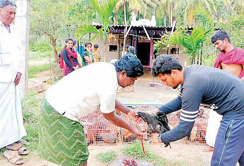 குமாரசாமி முதல்-மந்திரி ஆனதையொட்டி கோழிகள், ஆடுகளை பலி கொடுத்து நேர்த்திக்கடன் செலுத்திய ஆதரவாளர்