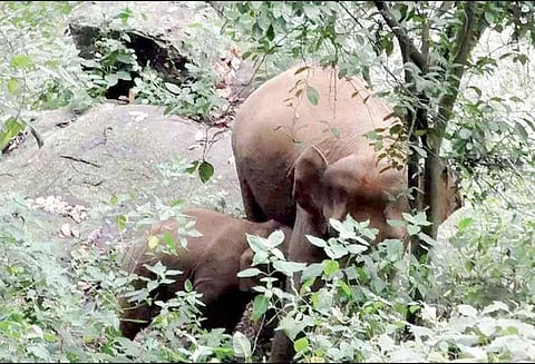 மலைப்பாதையில் குட்டியுடன் உலா வந்த காட்டு யானைகள்