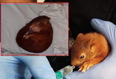 அணில் குட்டி துரத்தியதற்காக போலீசாரின் உதவியை நாடிய நபர்