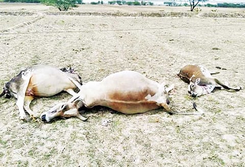 மின்சாரம் தாக்கி 2 பசுமாடுகள்- கன்றுக்குட்டி சாவு வயலில் கிடந்த மின்கம்பியை மிதித்ததால் பரிதாபம்