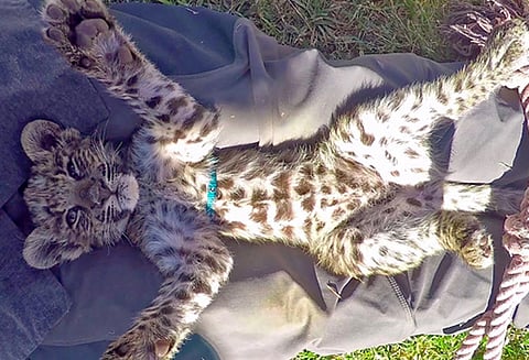 கொசுவலைக்குள் புகுந்து குழந்தைகளுடன் தூங்கிய சிறுத்தைப்புலி குட்டி