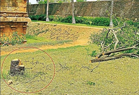 தஞ்சை பெரிய கோவில்: லட்சக்கணக்கான ரூபாய் மதிப்பிலான 3 சந்தன மரங்கள் வெட்டி கடத்தல்