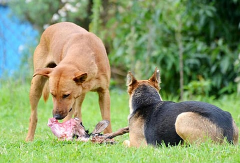 ஊட்டியில் பட்டப்பகலில் நடுரோட்டில் நின்ற ஆட்டுக்குட்டியை கவ்வி சென்ற நாய்கள், கண்டுகொள்ளாத நகராட்சி நிர்வாகம்