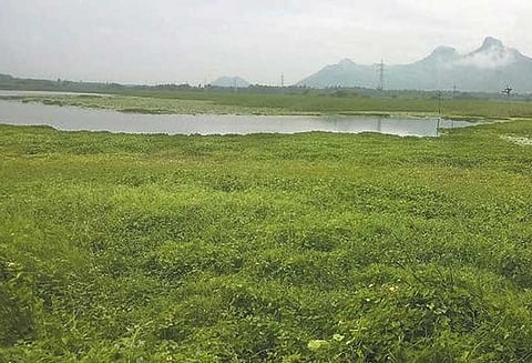 கடமலை-மயிலை ஒன்றியத்தில் கண்மாய்களில் ஆக்கிரமிப்பை அகற்ற வேண்டும் - விவசாயிகள் கோரிக்கை