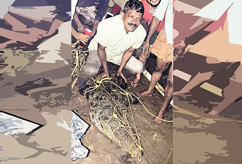 ஆலப்புழை அருகே வீட்டுக்குள் முதலை புகுந்ததால் பரபரப்பு