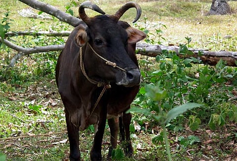 வெள்ளத்தில் தப்பிய பசுவுக்கு உரிமை கொண்டாடிய 5 பேர், கேரளாவில் நடந்த சுவாரஸ்யம்