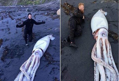 நியூசிலாந்தில் கரை ஒதுங்கிய 3 மனிதர்கள் அளவுள்ள பெரிய கணவாய் மீன்