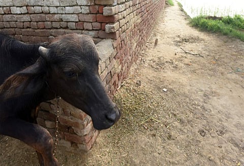 எருமை திருடினார் என சந்தேகம்; துபாயில் இருந்து இந்தியா வந்த இளைஞர் அடித்து கொலை