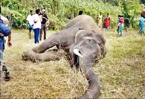 கேரள வனப்பகுதியில்: ரெயிலில் அடிபட்டு காட்டு யானை பலி - தண்டவாளத்தை கடக்க முயன்றபோது பரிதாபம்