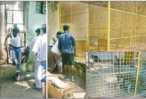 ‘தினத்தந்தி’ செய்தி எதிரொலி, சிவகங்கை பூங்காவில்: நரிகள் பாதுகாப்பான கூண்டிற்கு இடம் மாற்றம்