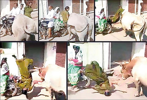 பல்லாரி அருகே மோட்டார் சைக்கிளில் சென்ற பெண்ணை முட்டி தூக்கி வீசிய பசுமாடு