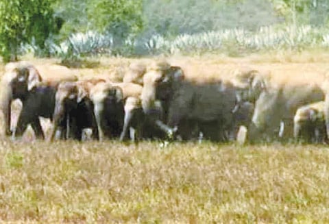 நொகனூர் காப்புக்காட்டில் 75 யானைகள் முகாம் கர்நாடக வனப்பகுதிக்கு விரட்டும் பணி தீவிரம்