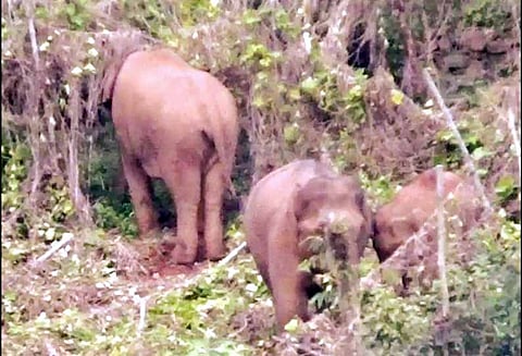 குன்னூர் அருகே: விவசாய பயிர்களை நாசப்படுத்திய காட்டுயானைகள்