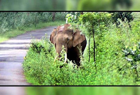 வெள்ளிமலை பகுதியில்: உலா வரும் காட்டுயானைகள் - வனத்துறையினர் தீவிர ரோந்து