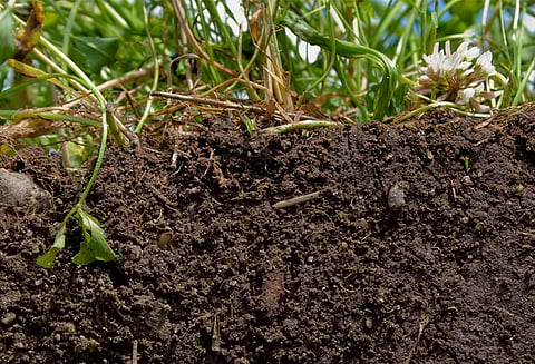 மகசூலை அதிகரிக்க விவசாயிகளுக்கு மண்வள அட்டை; வேளாண்மை இணை இயக்குனர் தகவல்