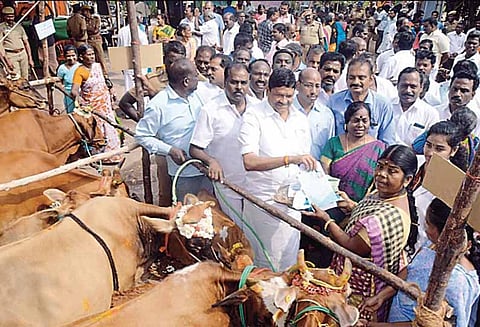 சிங்கிரிகுடியில்: 50 பயனாளிகளுக்கு விலையில்லா கறவை மாடு - அமைச்சர் எம்.சி.சம்பத் வழங்கினார்