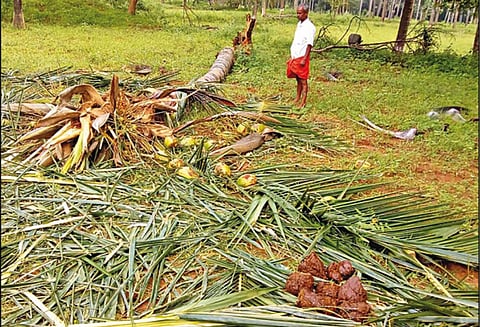 விக்கிரமசிங்கபுரம் அருகே தோட்டத்தில் புகுந்து காட்டு யானைகள் அட்டகாசம்