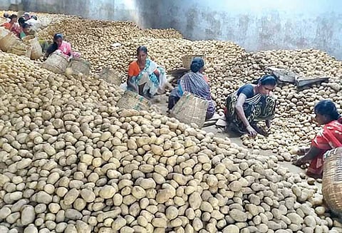 மேட்டுப்பாளையம் மார்க்கெட்டில்: உருளைக்கிழங்கு விலை கடும் வீழ்ச்சி - விவசாயிகள் கவலை