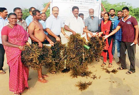 தூத்துக்குடியில் கடல்பாசி அறுவடை தொடங்கியது மீனவர்கள் மகிழ்ச்சி