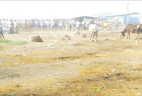 கோமாரி நோய் தாக்குதல், தடை எதிரொலி: மணப்பாறை மாட்டுச்சந்தை களை இழந்தது