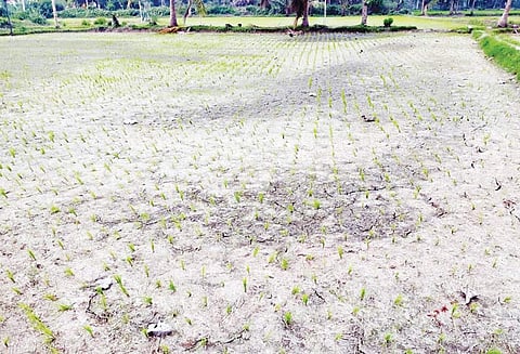 புயல் தாக்கி 1 மாதம் ஆகியும் மின்வினியோகம் சீராகவில்லை: தண்ணீர் இன்றி வயல்களில் வெடிப்பு; கருகும் நெற்பயிர்கள்