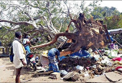 நிலக்கோட்டை அருகே ஆஞ்சநேயர் கோவிலில் வேரோடு சாய்ந்த அரசமரம் - 4 பெண்கள் படுகாயம்