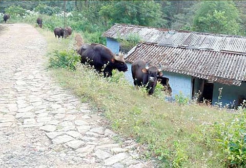 வால்பாறை அருகே, காட்டெருமை தாக்கி தொழிலாளி படுகாயம்