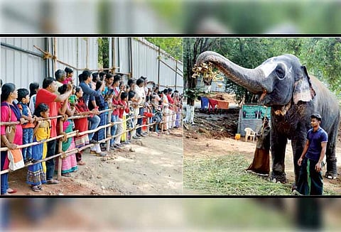 மேட்டுப்பாளையத்தில் சிறப்பு நலவாழ்வு முகாம், பார்வையாளர்களை வியக்க வைத்த யானைகள் - சிலம்பம் சுற்றியும், ‘மவுத் ஆர்கன்’ வாசித்தும் அசத்தல்