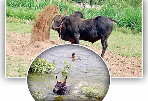 ஜல்லிக்கட்டில் காளையர்களை கதறவிட தயாராகும் காளைகள்