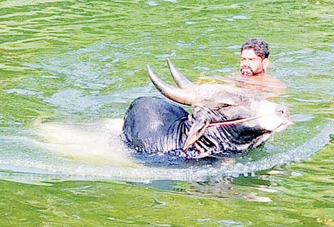 திருச்சி அருகே ஜல்லிக்கட்டுக்கு தயாராகும் காளைகள் நீச்சல் உள்ளிட்ட பயிற்சிகள் வழங்கப்படுகிறது