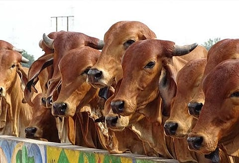 2 பேர் பலியானதை மட்டுமே கவனிக்கிறீர்கள், 21 பசுக்கள் இறந்ததை கவனிக்கவில்லை: பாஜக எம்.எல்.ஏ சர்ச்சை பேச்சு