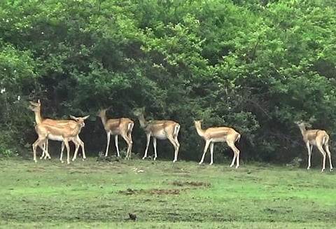 கோடியக்கரை வனவிலங்குகள் சரணாலயத்திற்கு சுற்றுலா பயணிகள் செல்ல அனுமதி - வனத்துறை அதிகாரி தகவல்