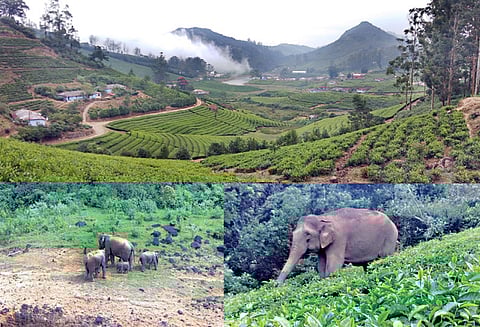 சபரிமலை அய்யப்ப சீசன் எதிரொலி: மேகமலைக்கு இடம் பெயரும் யானைகள்