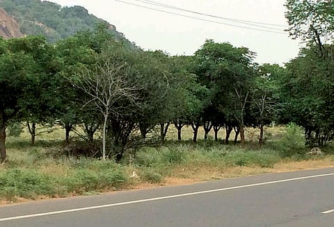 5 ஆண்டுக்கு முன்பு நிதி ஒதுக்கியும் விருதுநகர் - சாத்தூர் 4 வழிச்சாலையில் நடைமேம்பாலம் அமைக்க நடவடிக்கை இல்லை தேசிய நெடுஞ்சாலை ஆணையம் பாராமுகம்