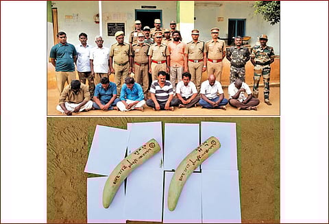 சாத்தூரில் வனத்துறையினர் அதிரடி: கடையில் பதுக்கிய யானை தந்தங்கள் பறிமுதல் கடத்த முயன்ற 7 பேர் கைது