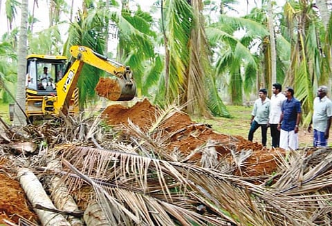 கஜா புயலால் பாதிப்பு: “தென்னம்பிள்ளைகளை எரிக்க மனமில்லாமல் புதைக்கிறோம்” - விவசாயிகள் வேதனை