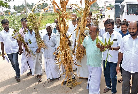 ஸ்ரீவைகுண்டம் தாலுகாவில் வறட்சியால் கருகிய பயிர்களுக்கு இழப்பீடு வழங்க வேண்டும் கலெக்டரிடம் விவசாயிகள் வலியுறுத்தல்