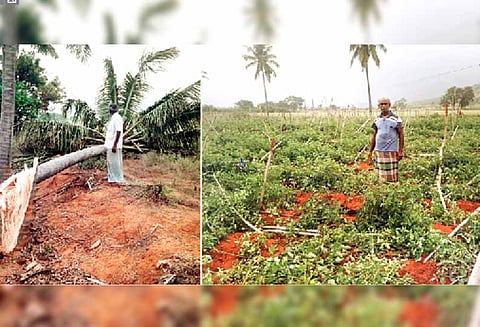 பேரூர் அருகே பயிர்களை நாசம் செய்து காட்டு யானைகள் அட்டகாசம்