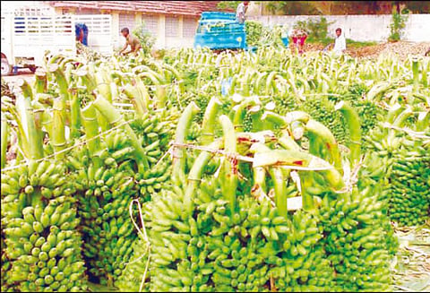நொய்யல் பகுதியில் உற்பத்தி குறைவால் வாழைத்தார் விலை உயர்வு