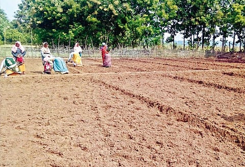 சீர்காழி பகுதியில் நிலக்கடலை சாகுபடி பணி தீவிரம்