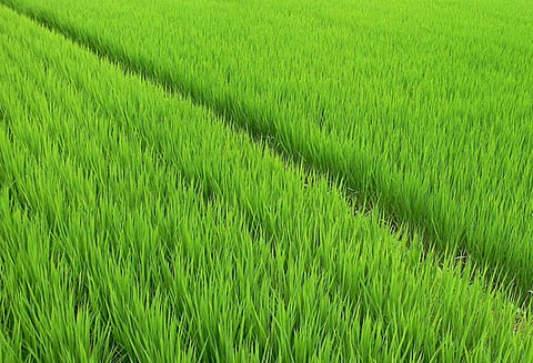 உரிய நேரத்துக்குள் திருப்பி செலுத்தினால் பயிர் கடன்களுக்கு வட்டி முற்றிலும் தள்ளுபடி புத்தாண்டு பரிசாக அறிவிக்க மத்திய அரசு பரிசீலனை