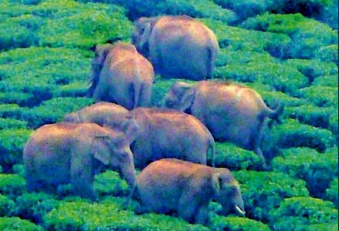 தேயிலை தோட்டத்தில் முகாமிட்ட காட்டுயானைகள் இலைபறிக்கும் பணி பாதிப்பு