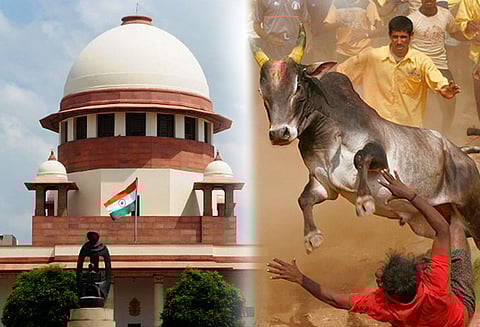 ஜல்லிக்கட்டு: தமிழக அரசின் சட்டத்துக்கு எதிரான வழக்கு அரசியல் சாசன அமர்வு விசாரிக்கும்