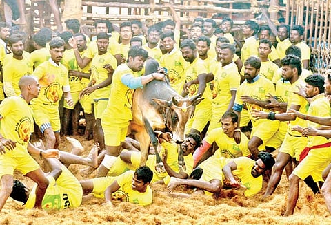 தஞ்சை அருகே ஜல்லிக்கட்டு: சீறிப்பாய்ந்த காளைகளை வீரர்கள் அடக்கினர் 42 பேர் காயம்