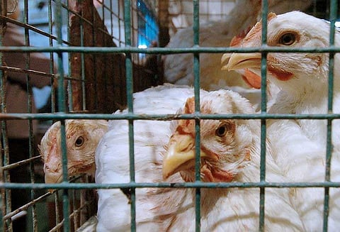 இந்தியாவில் இருந்து கோழி இறக்குமதிக்கு சவுதி அரேபியா தடை