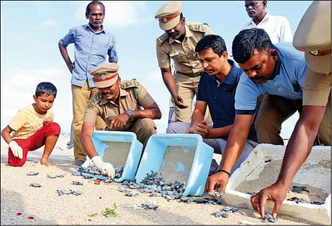 தனுஷ்கோடி எம்.ஆர்.சத்திரம் பொரிப்பகத்தில் இருந்து 123 ஆமை குஞ்சுகள் கடலில் விடப்பட்டன