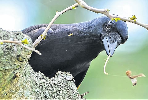 ‘கொக்கி’ தயாரித்து உபயோகிக்கும் காகங்கள்