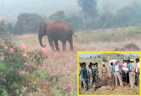 சத்தியமங்கலம் அருகே சொத்தைப்பல் வலியால் குட்டி யானைக்கு உடல் நிலை பாதிப்பு, தாய் யானை பாசப்போராட்டம்