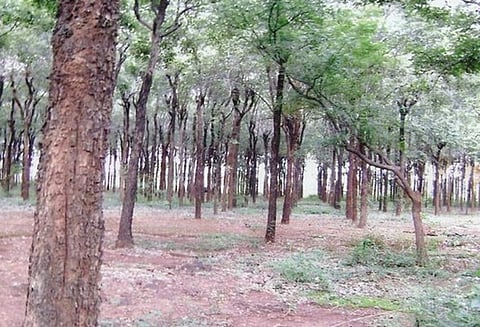 ஆந்திரா: கடப்பா அருகே ஒண்டிமிட்டா வனப்பகுதியில் உள்ள ஏரியில் 7 தமிழர்களின் உடல்கள் மீட்பு