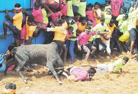 மாத்தூர் அருகே ஜல்லிக்கட்டில் காளைகள் முட்டியதில் 30 பேர் காயம்